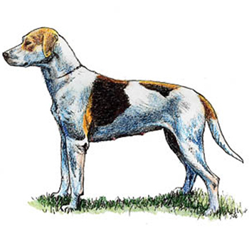 Foxhound - Click Image to Close